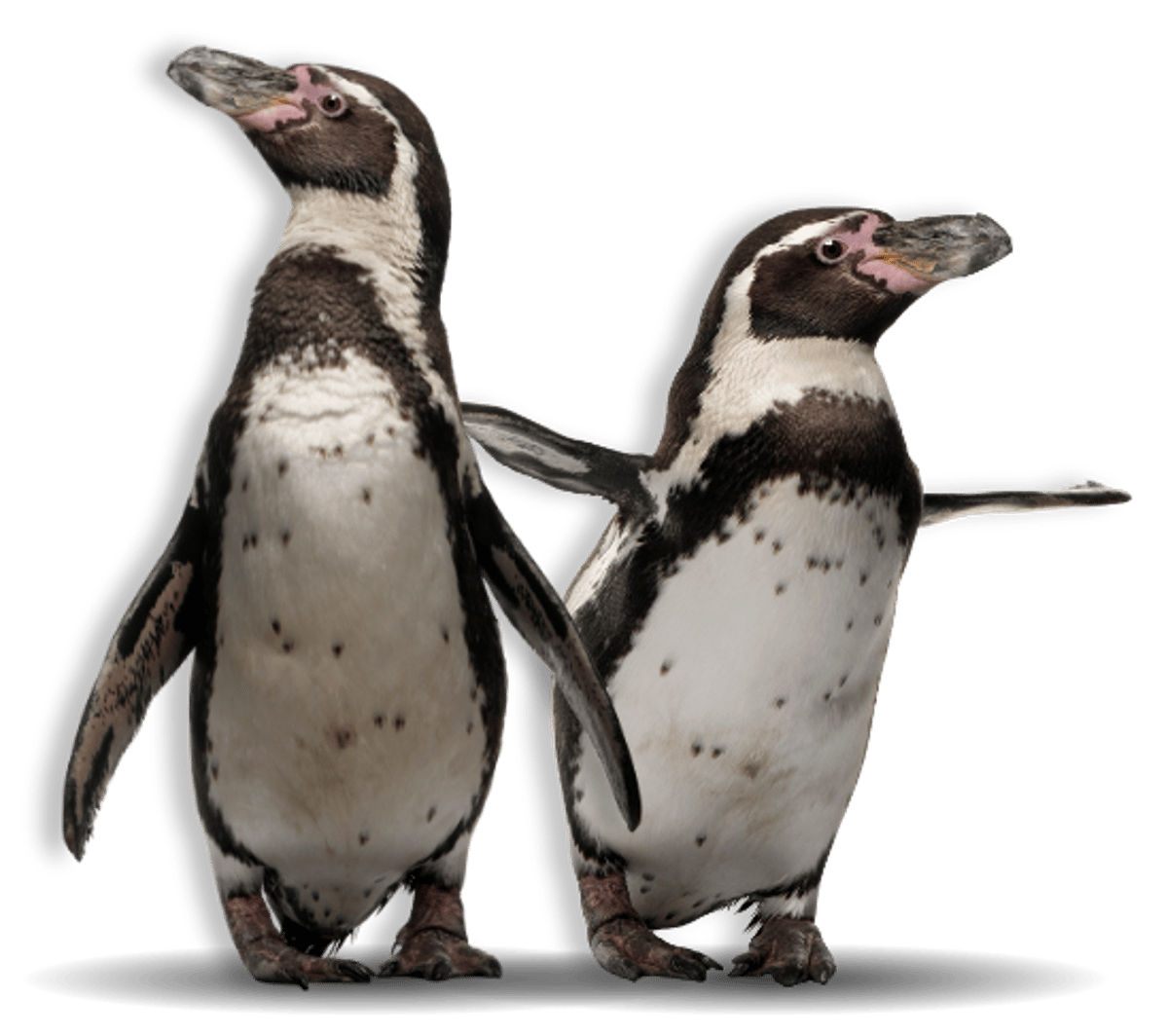 Two Humboldt penguins with their flippers stretched out against transparent background 