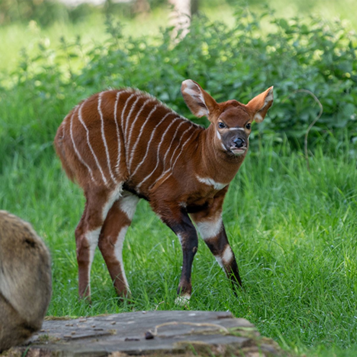 Image of bongo calf with barb macaque web 1080x1080