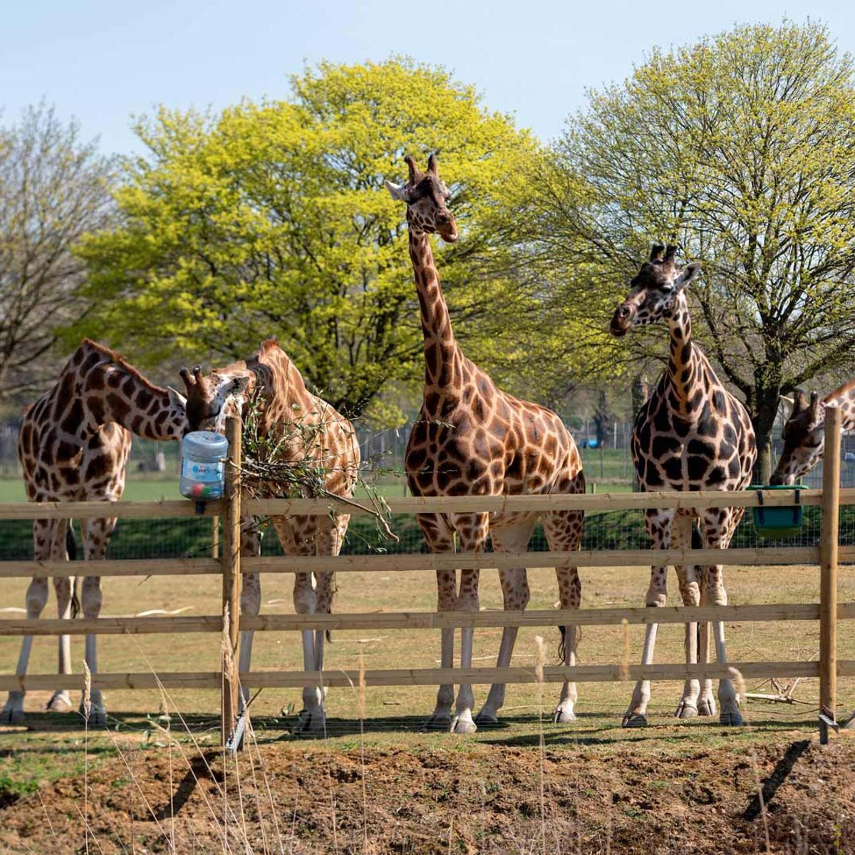 Image of giraffe meadow herd at feeding station web square 1080x1080