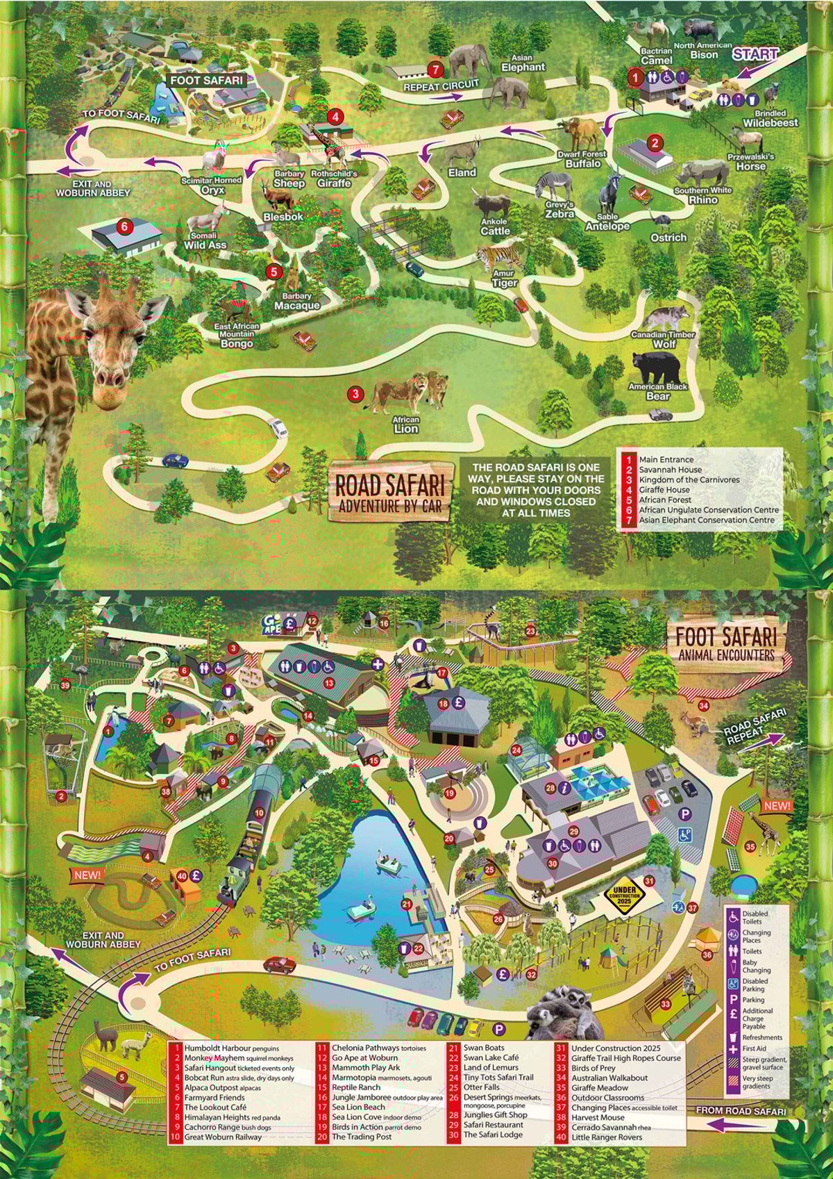 Image of woburn safari park safari map 2025