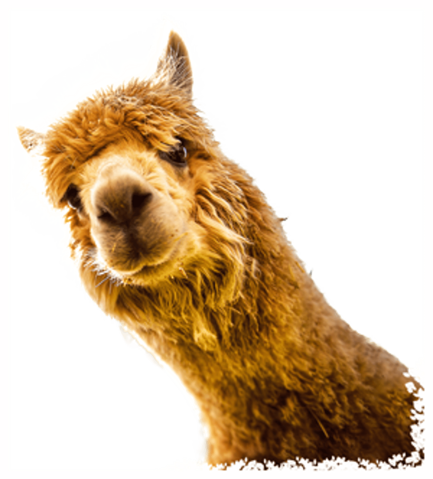 Orange Alpaca Head looks towards camera against transparent background 