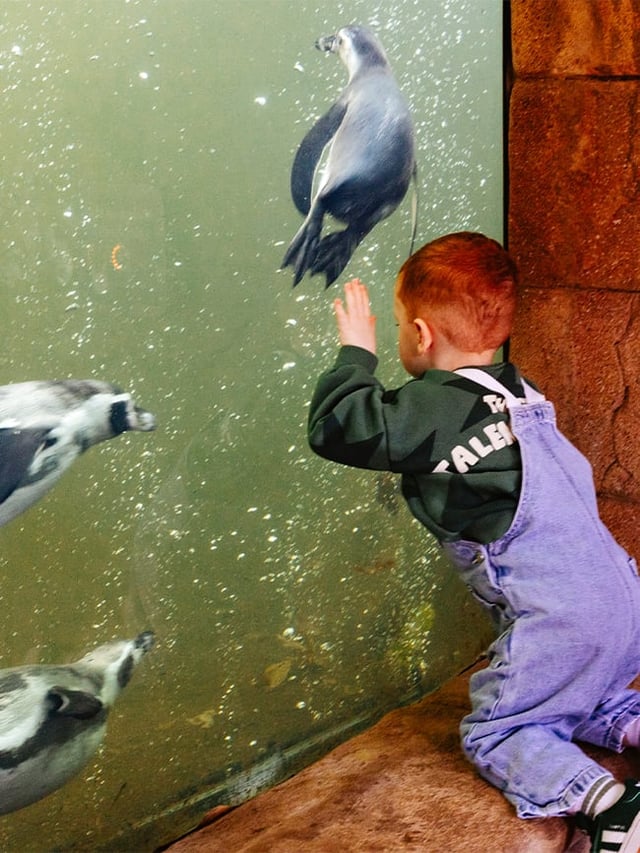 Little boy looking at Humboldt penguins through the underwater viewing window 