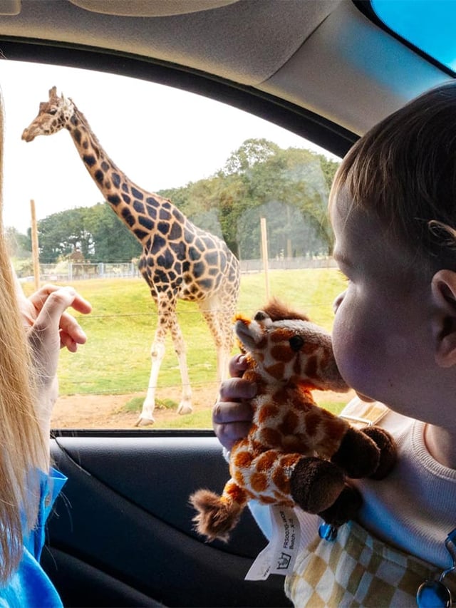 Little girl looking at Rothschild's giraffe from car window