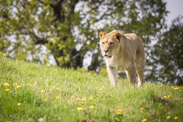 A lion at Woburn walking across a sunny hill