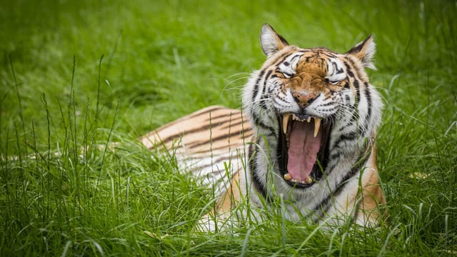 Image of vera mouth open flipped web landscape 1920x1080