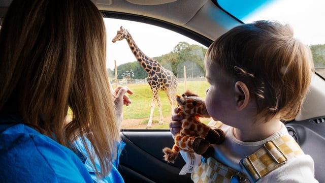 Image of wsp iris baby with giraffe car interior edit no rain web1920x1080