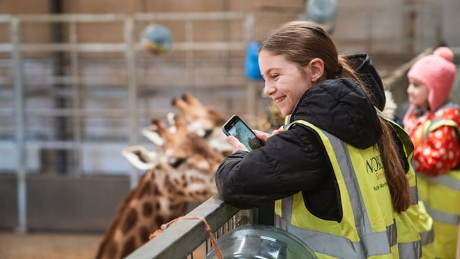 Girl standing looking at the giraffe from a balcony at the giraffe head height, inside the giraffe house