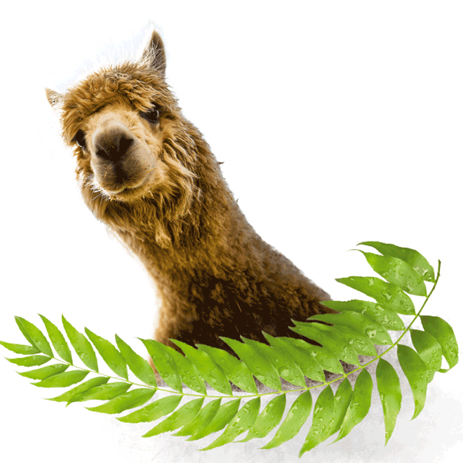 Alpaca head on transparent background with leaves below 