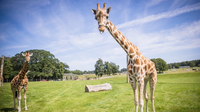 Image of giraffe looking at camera with tongue sticking out web landscape 1920x1080