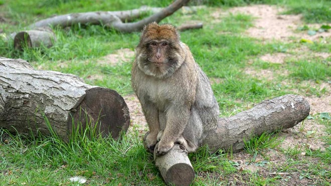 Barbary Macaque Berlinga sitting on log in the African Forest
