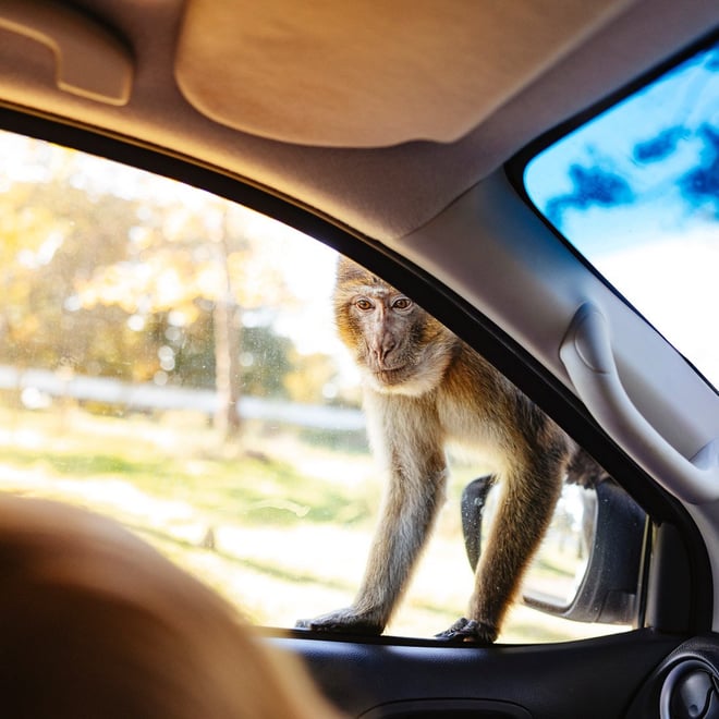Image of monkey looking into side window web 1080x1080