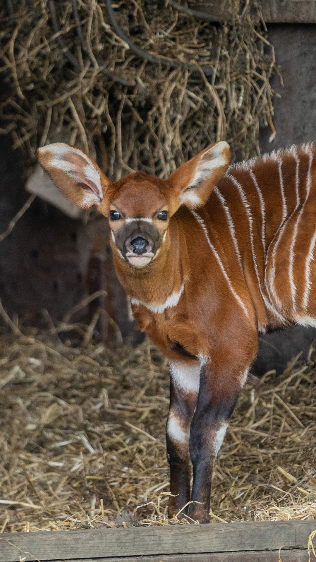 Bongo calf standing in day shelter in African Forest drive-though at Woburn Safari Park