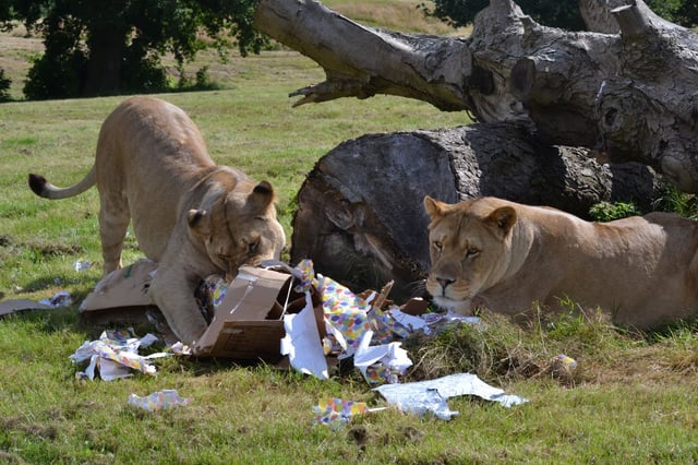 Image of kojo kahari5th birthday keeper lauren2