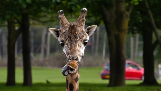 Casper the Rothschild's giraffe sticking his tongue out at the camera