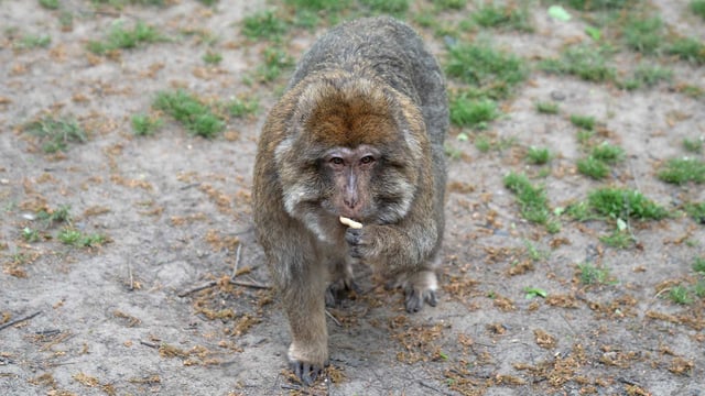 Barbary Macaque Berlinga enjoying a snack 