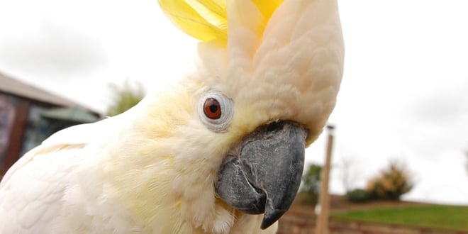 Yellow crested cockatoo close up