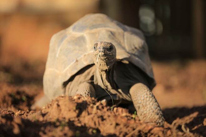 Image of aldabra tortoises woburn safari park