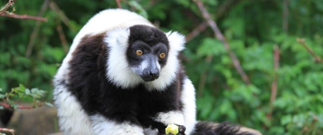 Black and white ruffed lemur eats lettuce while sitting on log in enclosure