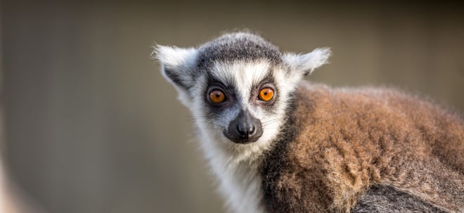 Ring-Tailed Lemur stares into camera