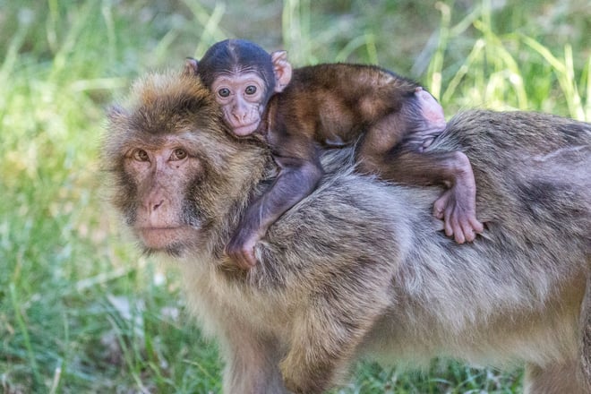 Monkey clings to mothers back and she walks through grassy enclosure