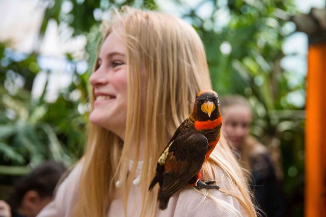 Dusky lory perched on teenage girl's shoulder 