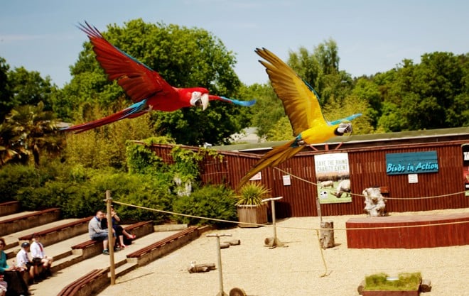 Yellow and red macaw parrots flying during demonstration in front of crowd