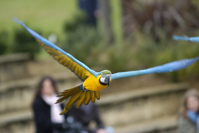 Blue and gold macaw flies through the air as visitors watch Birds in Action demo