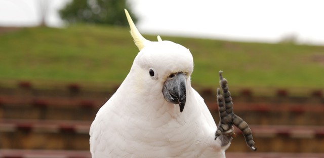 Pepe the cockatoo holds up one foot 