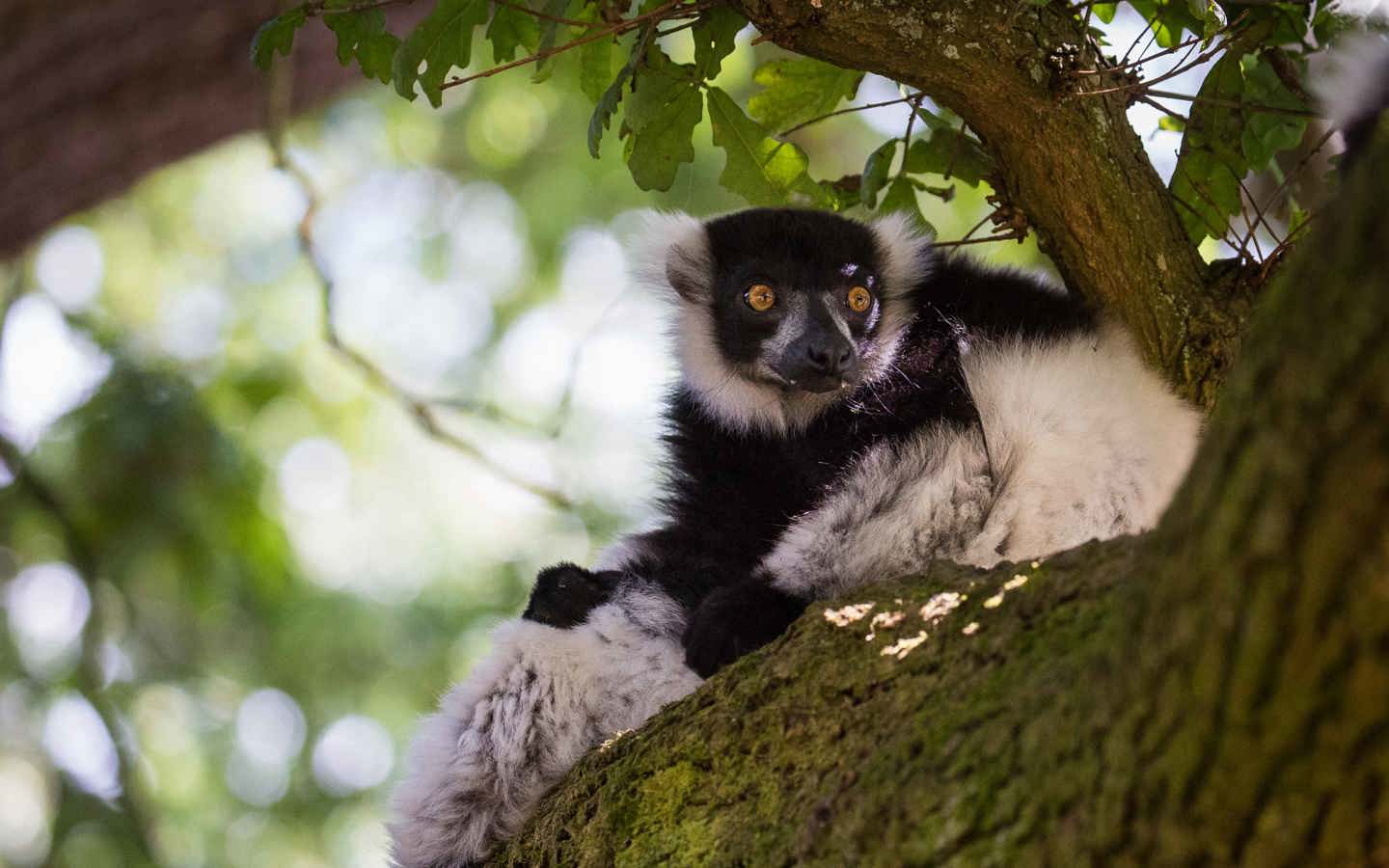 Black and White Ruffed Lemur rests in shady tree