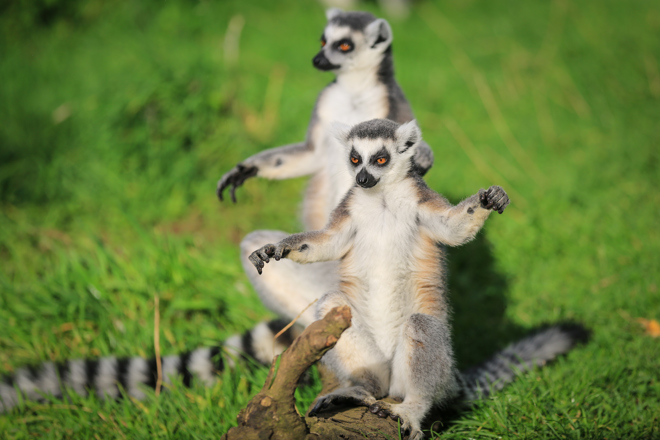 Ring-Tailed Lemurs relax on grass with arms outstretched