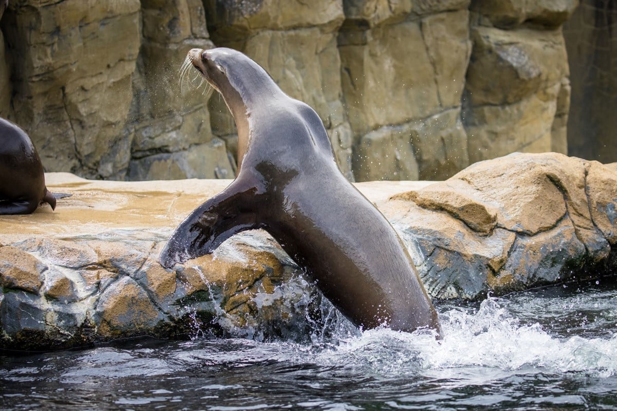 Image of sea lion jumping out of water at woburn safari park