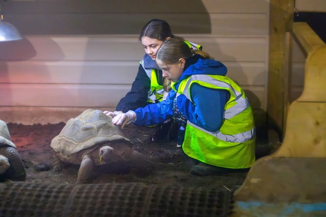 Two workshop children crouch and touch shell of Tortoise gently in tortoise house under heat lamps