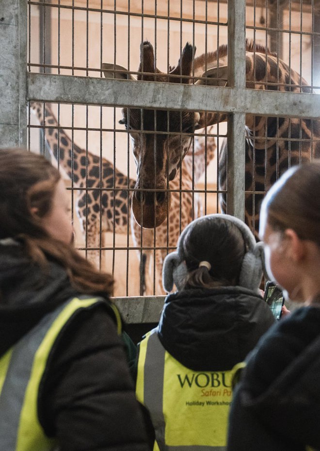 Kids Workshop inside the Giraffe House looking at the giraffe and the giraffe is looking back at them