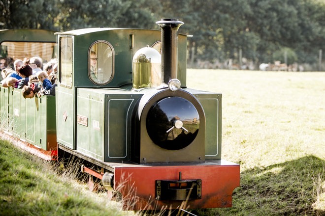 Mini steam train travels through safari park with guests on board