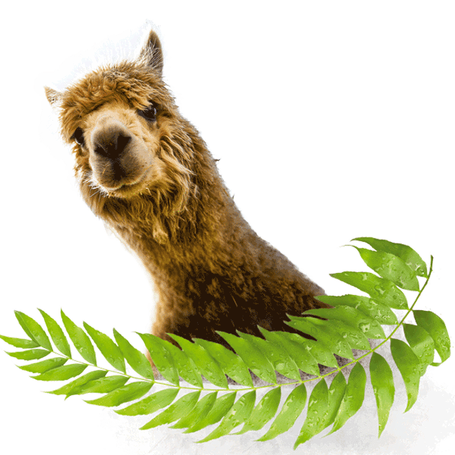 Alpaca head on transparent background with leaves below