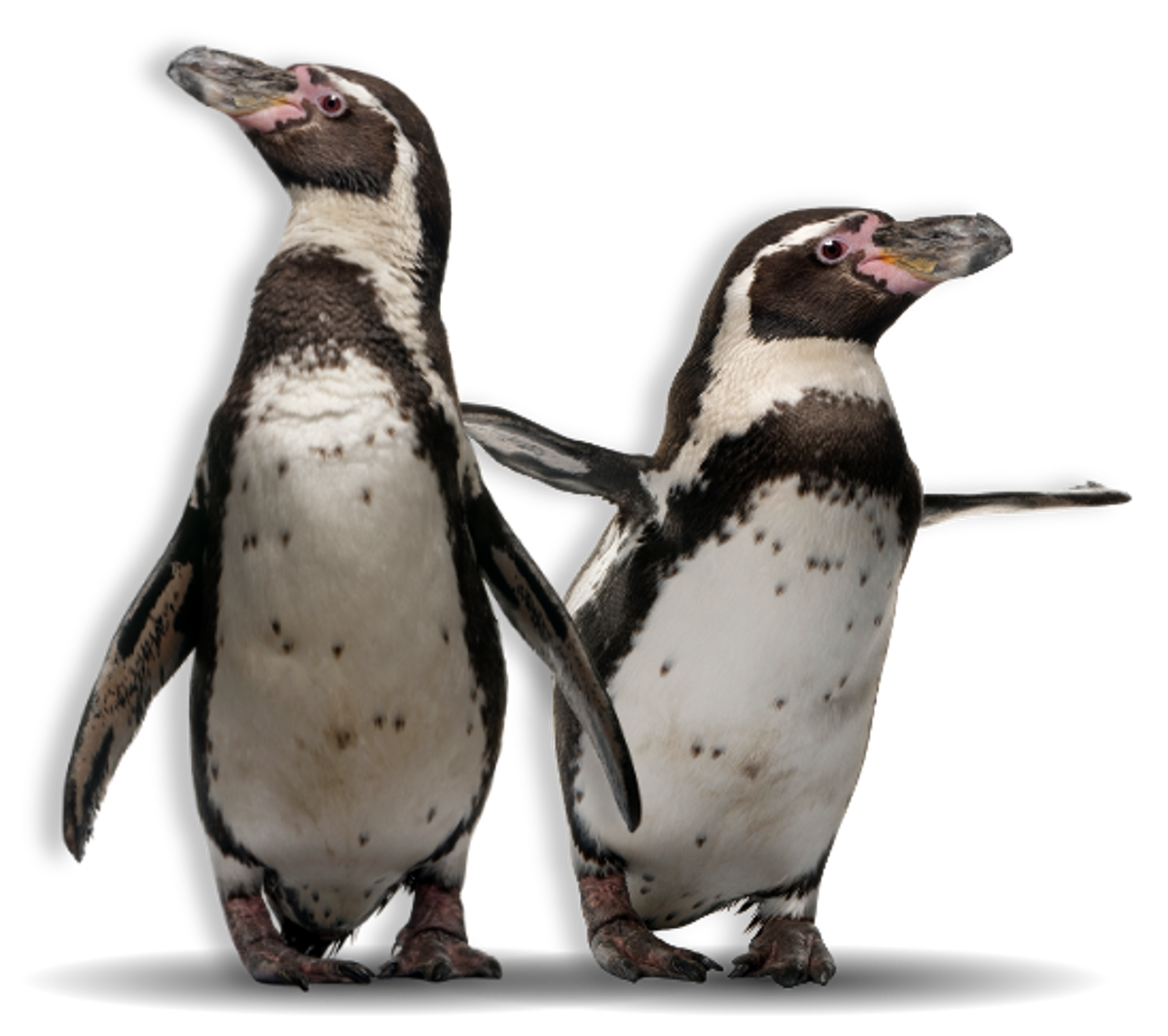 Two Humboldt penguins with their flippers stretched out against transparent background