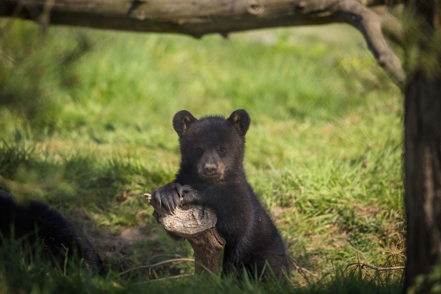 North american black bear cub leans on small tree stump in grassy reserve
