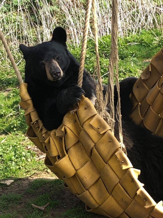 Image of bear in hammock 650pix w landscape