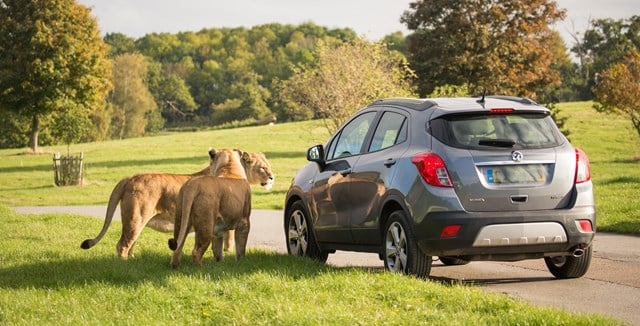 Two female african lions stand next to car in expansive Road Safari 