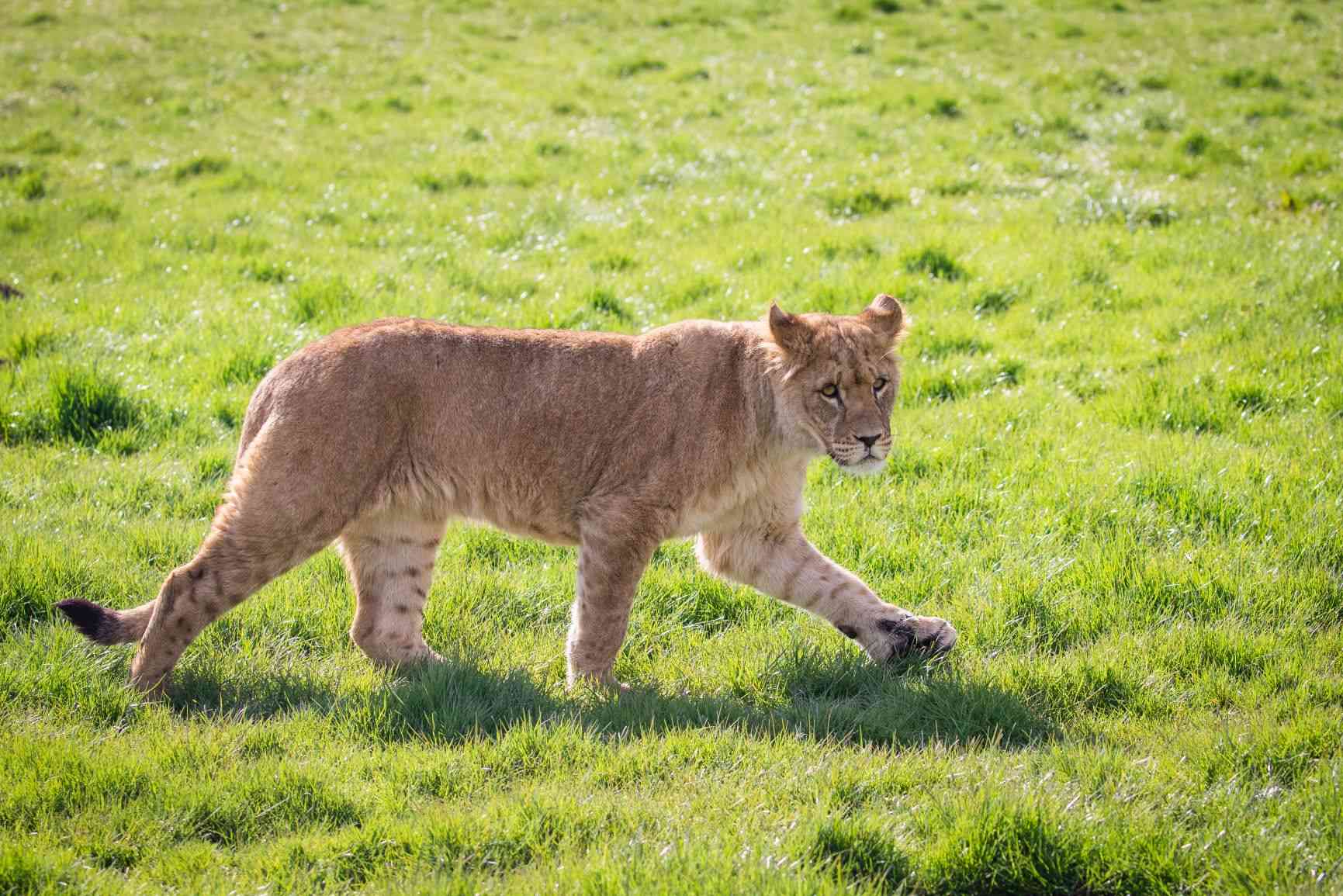 Amara the young African lioness at Woburn Safari Park.jpg