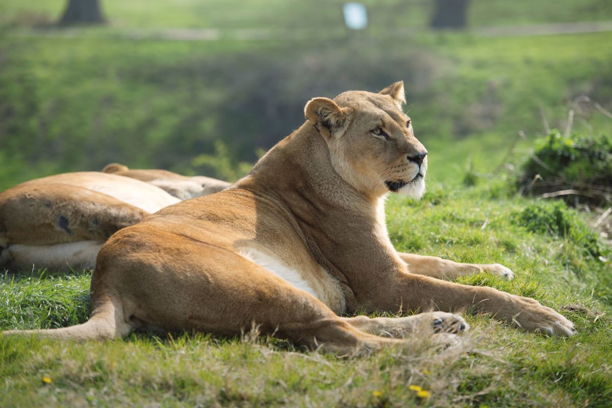 African lioness lays in grass on sunny day in expansive grassy enclosure