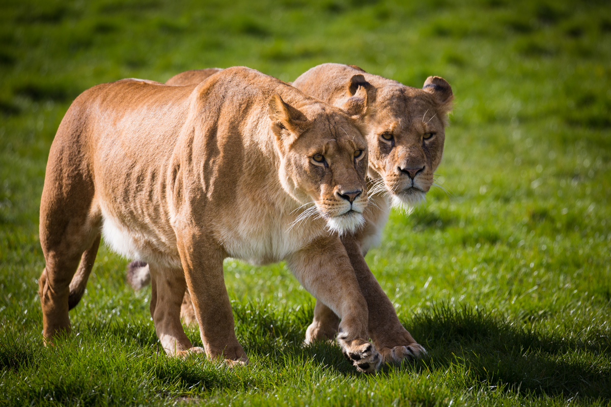 Two young lions walk alongside eachother in expansive grassy reserve