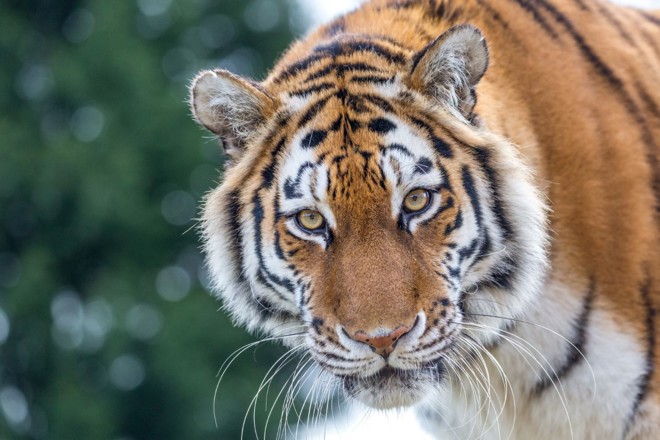 tiger looks towards camera with striking yellow eyes against a blurred green background