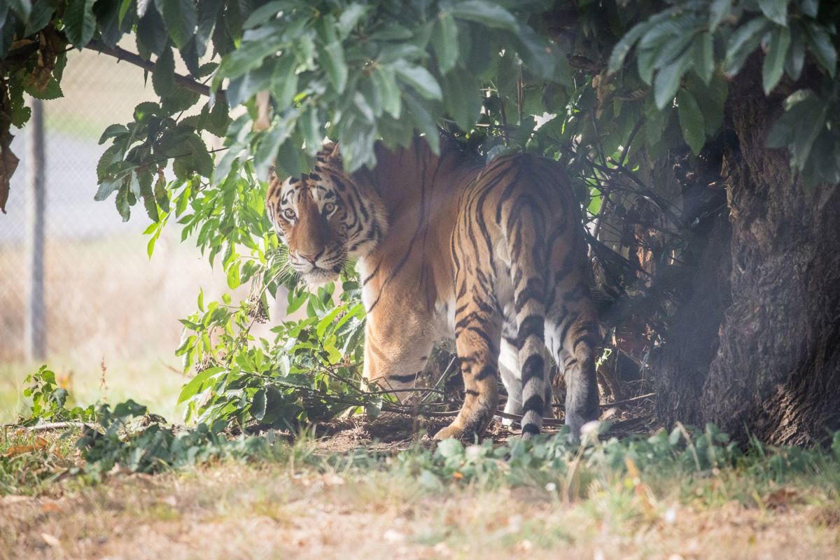 Dmitri the amur tiger watches from the bushes