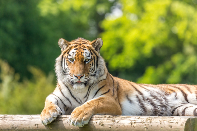 Tiger rests on log in forest area