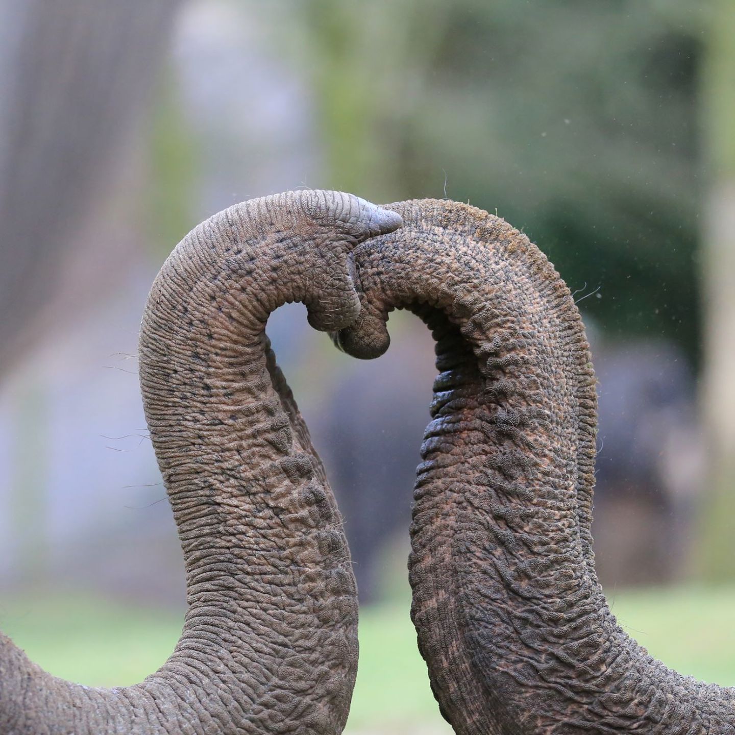 Two elephant trunks press together to make a heart shape
