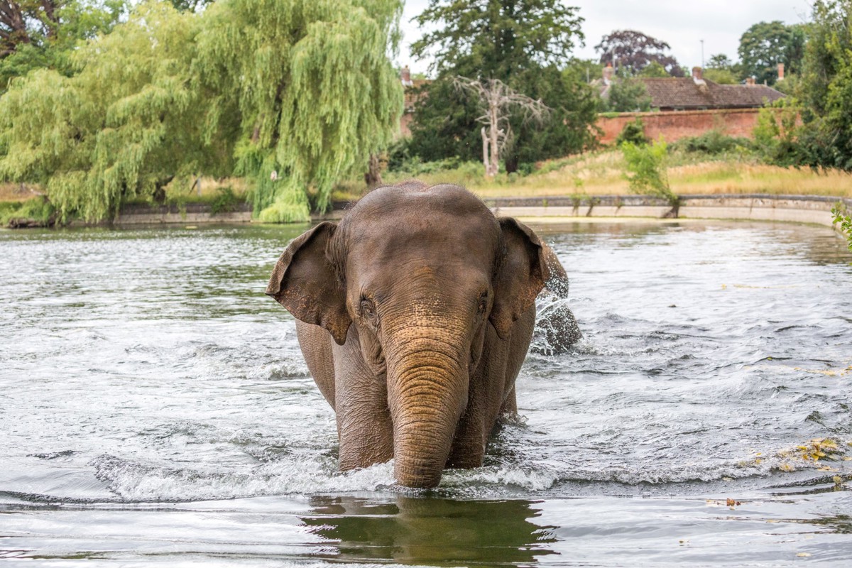 Elephant wades through lake surrounded by trees and grass