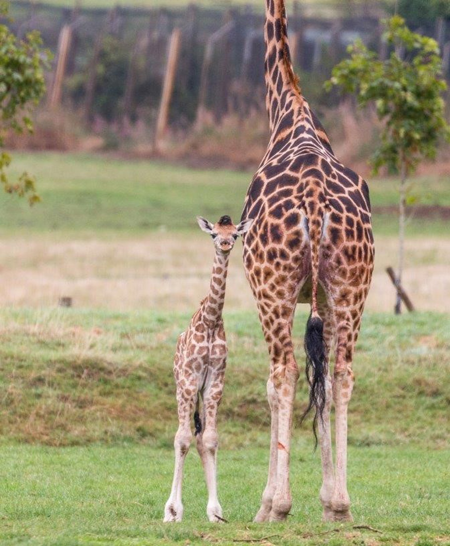 Giraffe calf faces camera standing beside adult giraffe in expansive grassy reserve