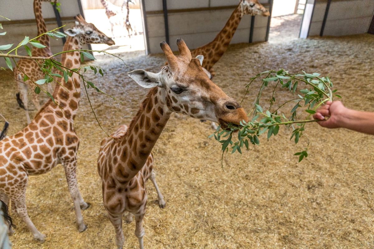 Giraffes are fed leaves by hand from raised platform in giraffe house