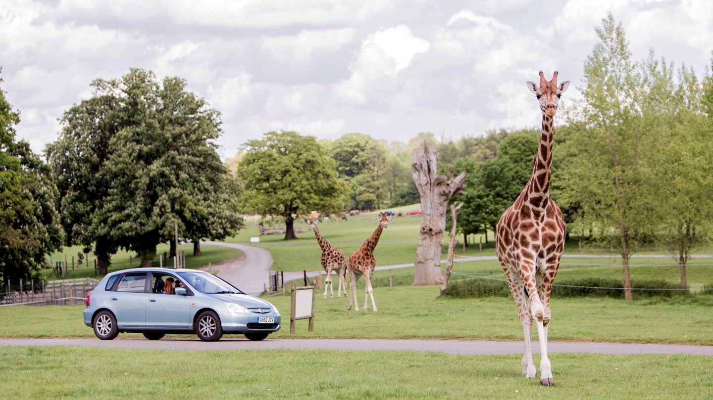 Herd of giraffe surround car in grassy reserve